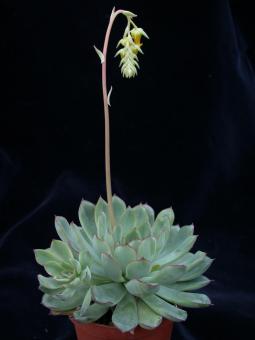 Echeveria pulidonis e. Mexico 