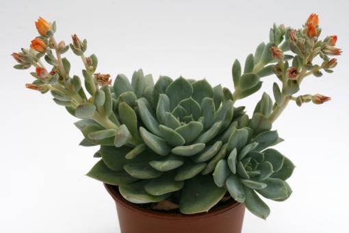 Echeveria pumila 