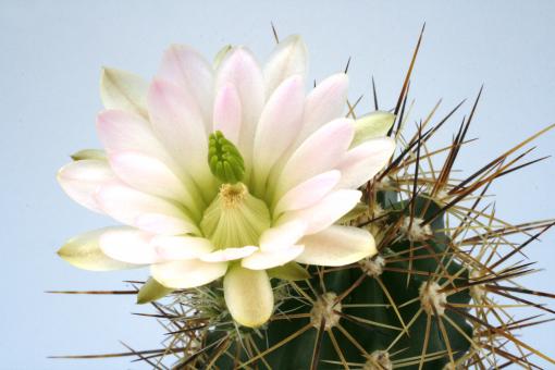 Echinocereus coccineus % *1^ 