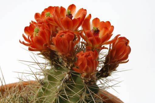 Echinocereus coccineus ssp. roemeri % *3^  Enchanted Rock, TX, USA 