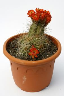 Echinocereus coccineus ssp. roemeri *3^ % Enchanted Rock, TX, USA 