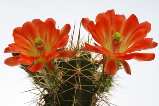 Echinocereus coccineus ssp. roemeri *3^ % 