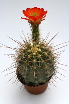 Echinocereus coccineus % *1^ 