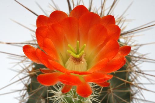 Echinocereus coccineus % *2^ Carizzozo, NM, USA 