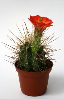 Echinocereus coccineus % *1^ 