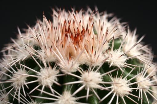 Echinocereus dasyacanthus *2^ TO104 w. of Artesia, NM, USA 