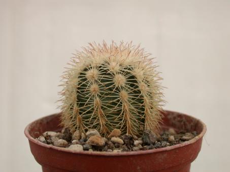 Echinocereus dasyacanthus  Pecos, TX, USA 