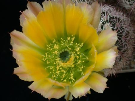 Echinocereus dasyacanthus *2^ Lz514 