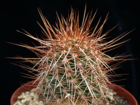 Echinocereus engelmannii San Borja, BCN, MEX 