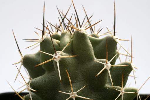 Echinocereus fendleri *1^ SB353 Otero County, MEX 