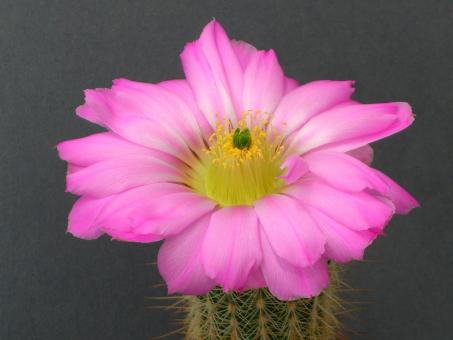 Echinocereus floresii 