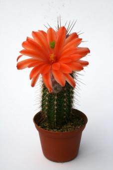 Echinocereus huitcholensis 