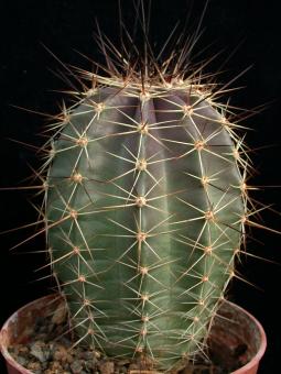 Echinocereus ochoterenae 