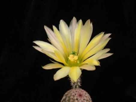 Echinocereus pectinatus 