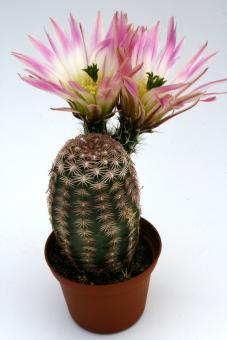 Echinocereus pectinatus ssp. wenigeri La Babia, Coah, MEX 