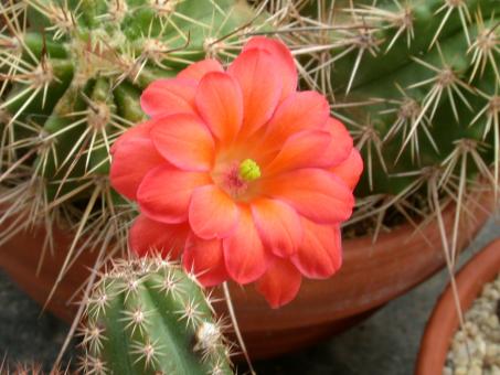 Echinocereus polyacanthus Coneto Pass, Dur, MEX 