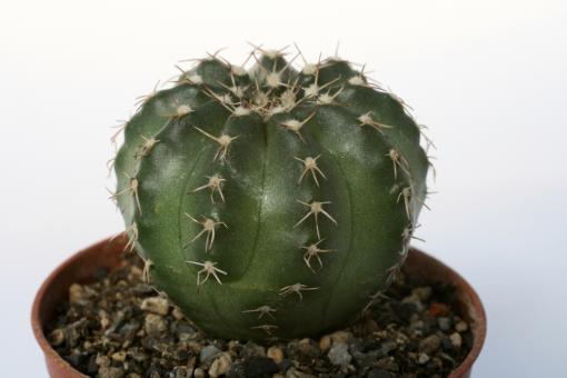 Echinocereus pulchellus ssp. acanthosetus 