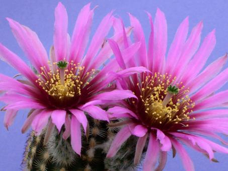 Echinocereus reichenbachii *1^ SB941 