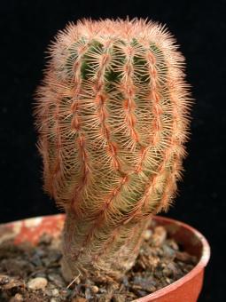 Echinocereus reichenbachii 