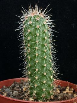 Echinocereus sanpedroensis  Son, MEX 