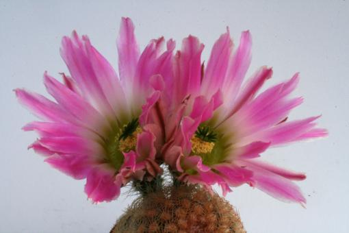 Echinocereus sciurus Capo San Lucas, BCS, MEX 