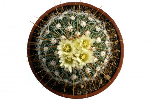 Echinofossulocactus albatus $ 