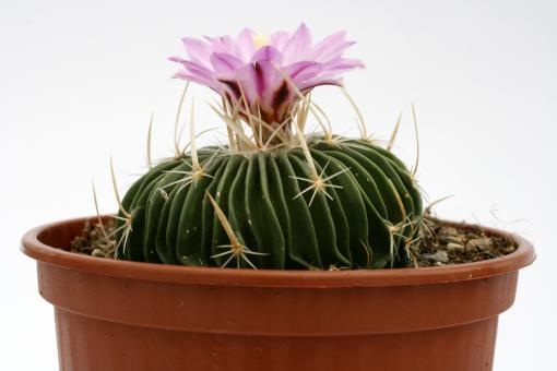 Echinofossulocactus multicostatus 