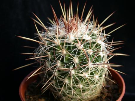 Echinofossulocactus ochoterenaus N82.091 Fresnillo, Zac, MEX 