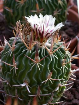 Echinofossulocactus phyllacanthus SB437 Huizache, SLP, MEX 