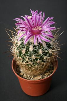 Echinofossulocactus vaupelianus 