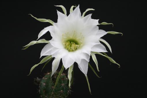 Echinopsis cochabambensis 