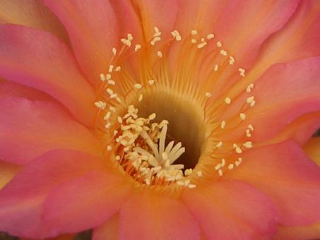 Echinopsis-Hybriden Angela 