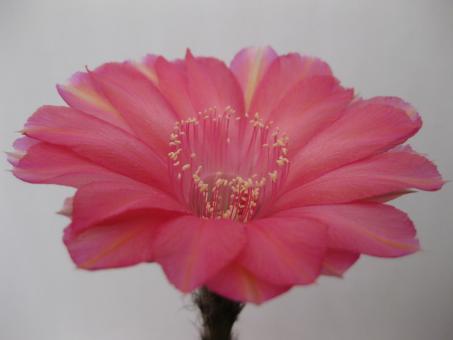 Echinopsis-Hybriden Apollonia 