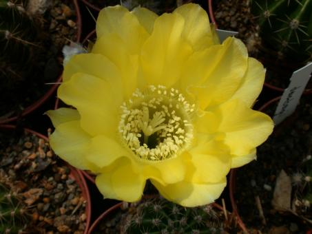 Echinopsis-Hybriden Csardas Wes323 