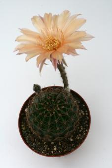 Echinopsis-Hybriden Champagner Rheingold203 