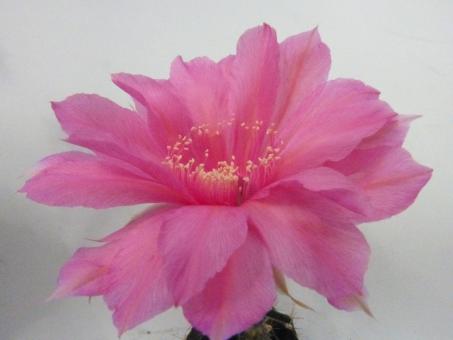 Echinopsis-Hybriden Csardas Rheingold263 