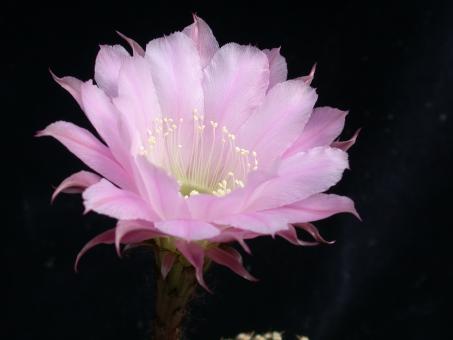 Echinopsis-Hybriden Helene 