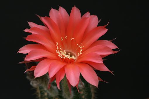 Echinopsis-Hybriden Infinity HBG80600, Schick572-8 