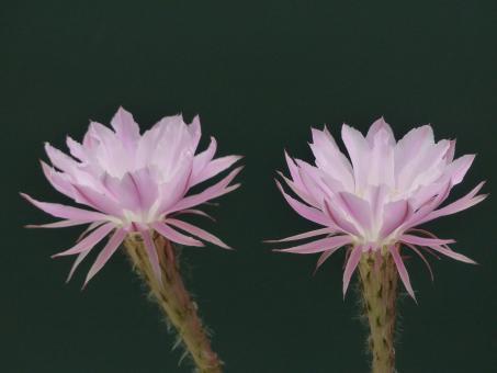 Echinopsis-Hybriden Martinella 