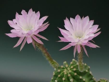 Echinopsis-Hybriden Martinella 