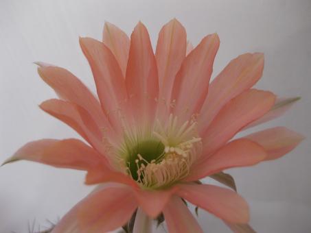 Echinopsis-Hybriden Ottilie 