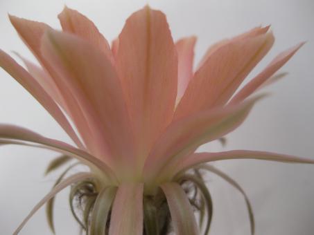 Echinopsis-Hybriden Ottilie 