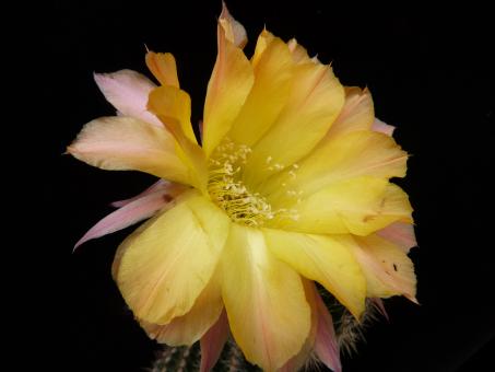 Echinopsis-Hybriden Pooka HBG82630, Schick1320-40 