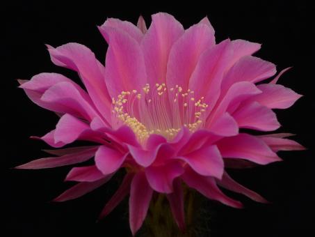 Echinopsis-Hybriden Romance 