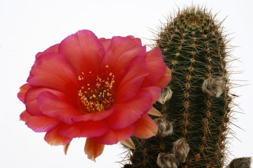 Echinopsis-Hybriden Rosalie HBG80610, Schick77-2 