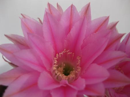 Echinopsis-Hybriden Rosina 