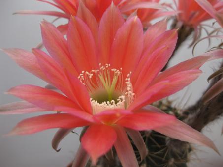 Echinopsis-Hybriden Zutschke Wes370 