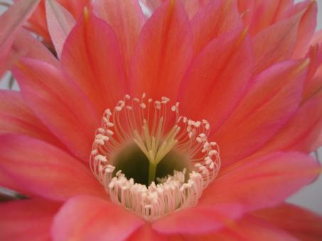 Echinopsis-Hybriden Zutschke Wes370 