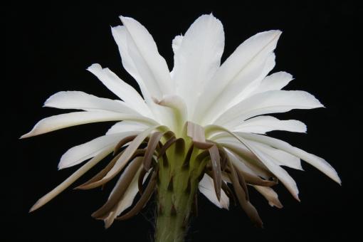 Echinopsis obrepanda 