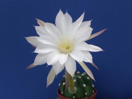 Echinopsis subdenudata aff. 